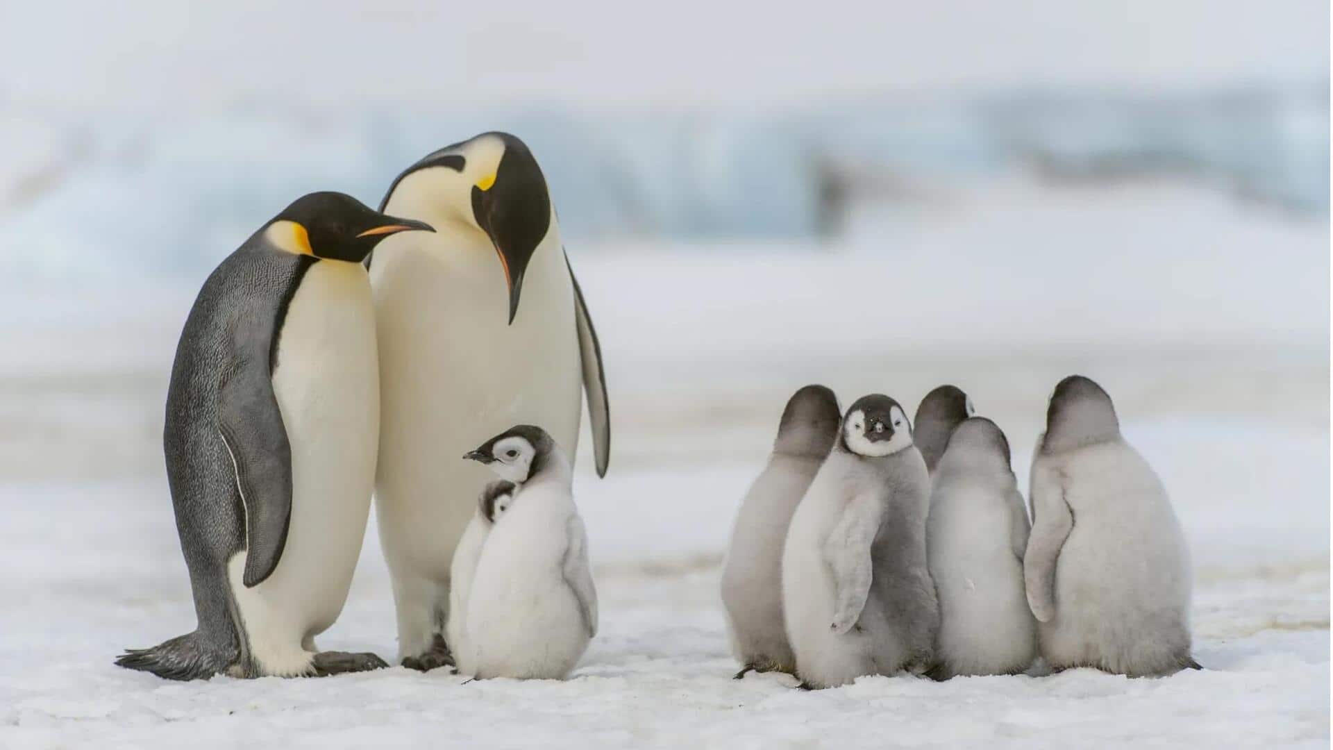 Perilaku Unik yang Membantu Anak Penguin Bertahan di Lingkungan Ekstrem