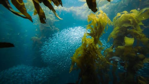 Hutan Kelp dan Perannya dalam Mengatasi Perubahan Iklim