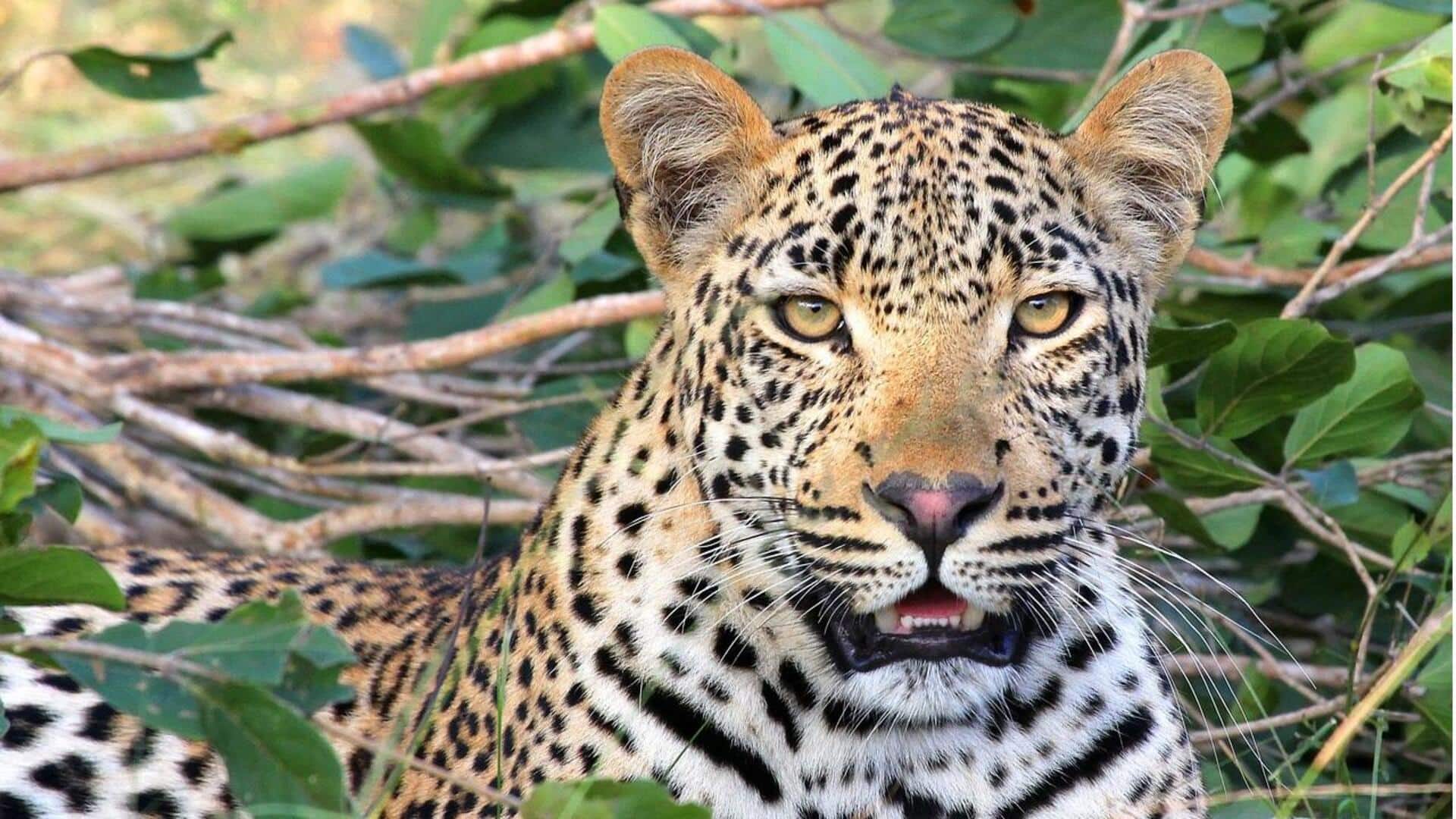 Mengungkap Rahasia dari Batas Teritorial Macan Tutul