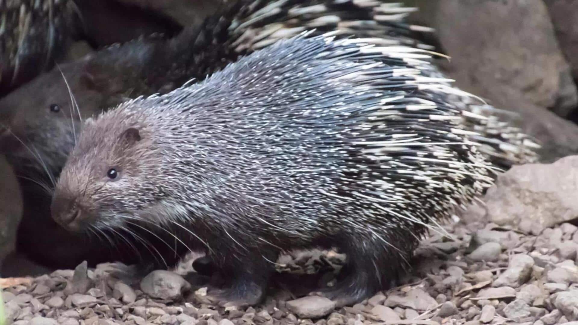 Mengungkap Mekanisme Pertahanan Diri Alami dari Landak