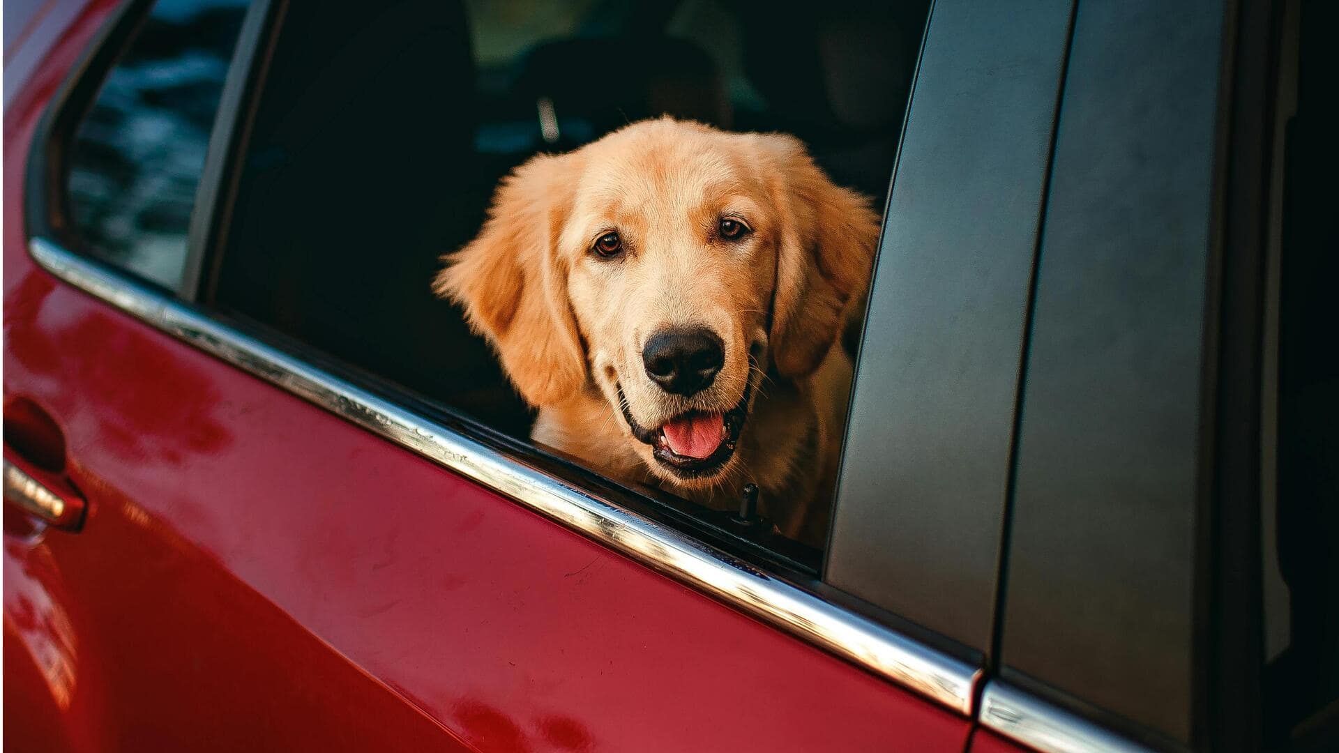 Tips Aman Membawa Hewan Peliharaan Dalam Mobil