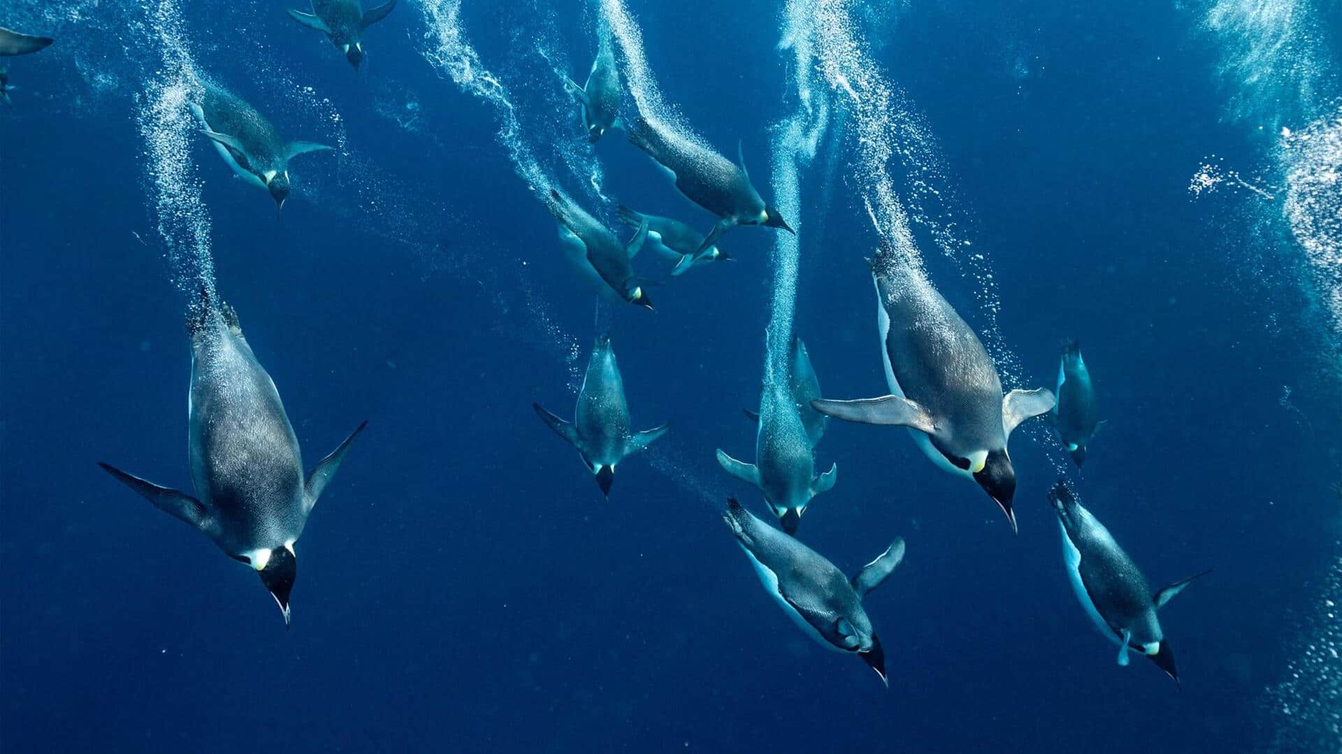 Teknik Berenang Penguin: Ahli Navigasi Laut