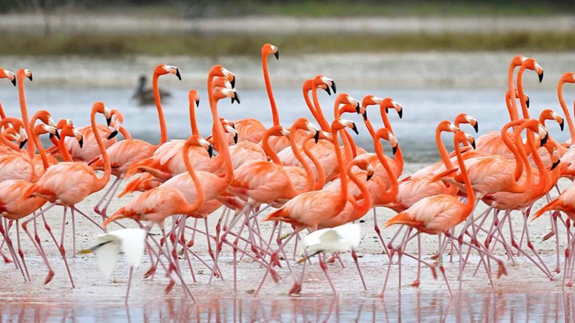 Asupan Sehari-hari Flamingo yang Memengaruhi Warna dan Kesehatan Asupan Sehari-hari Flamingo yang Memengaruhi Warna dan Kesehatan