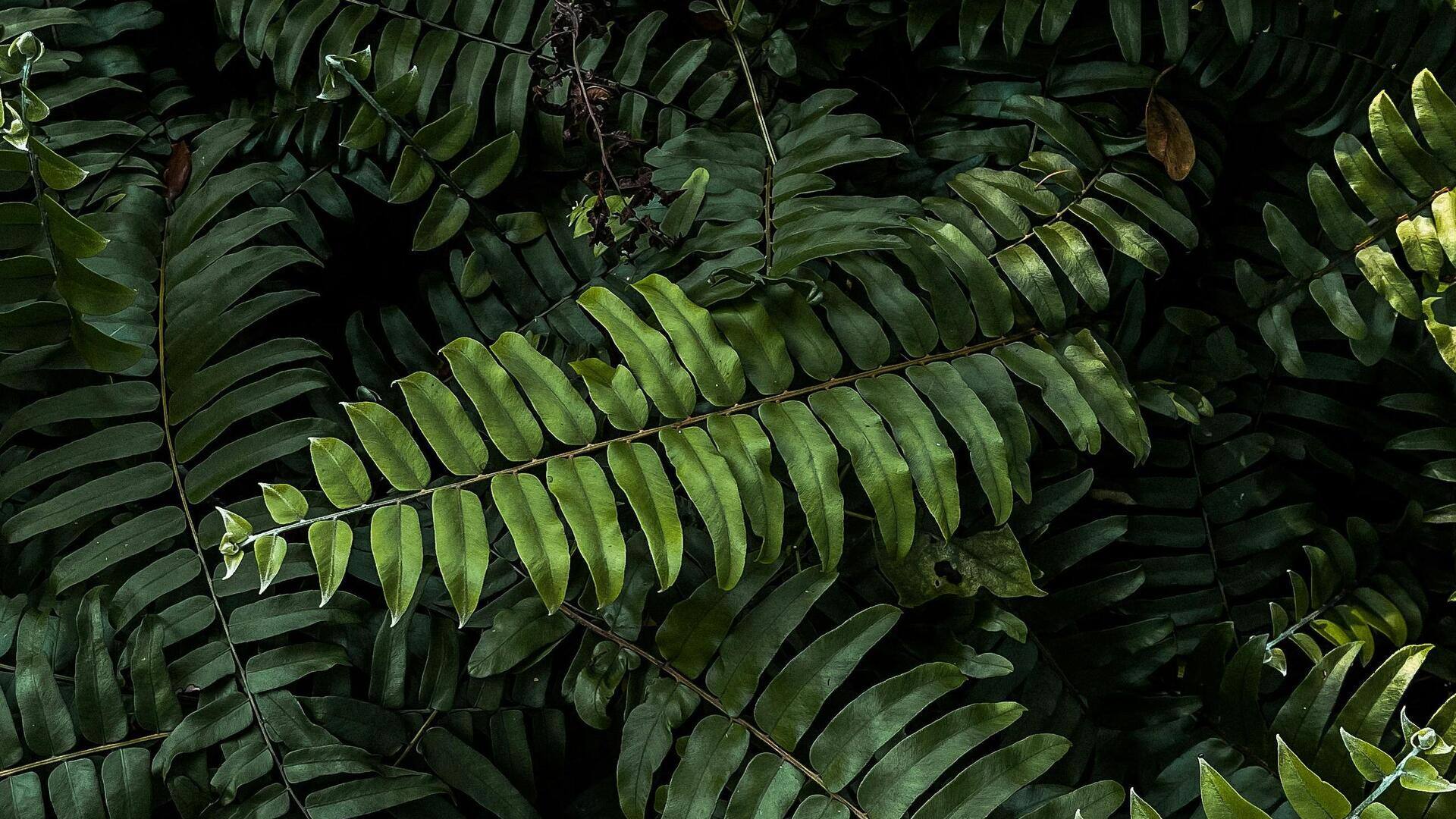 Tanaman Dalam Ruangan yang Efektif Membersihkan Udara