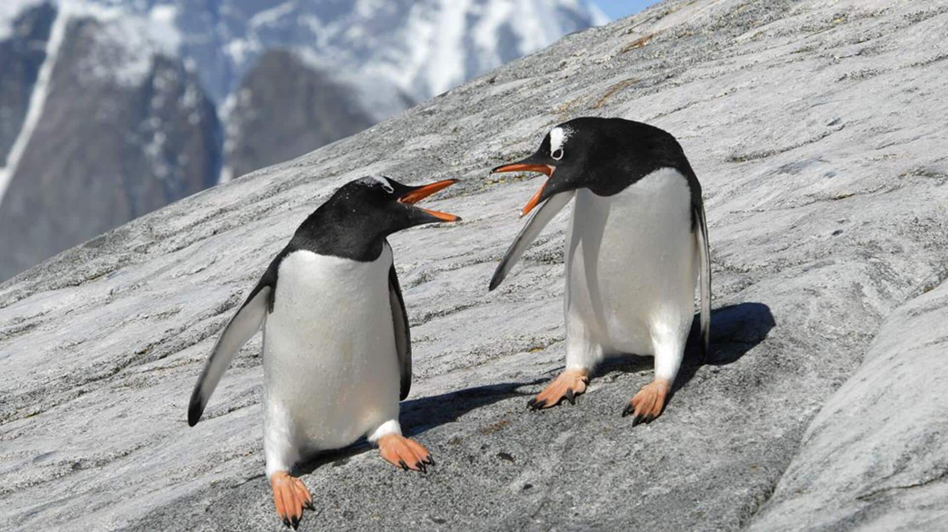 Mengungkap Rahasia Komunikasi Akustik Penguin