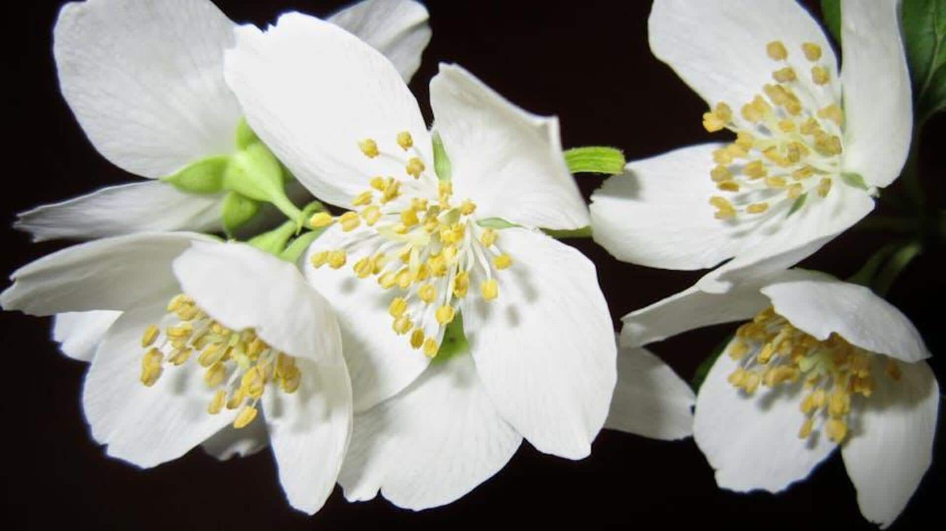 Rahasia Menanam Melati di Rumah Anda