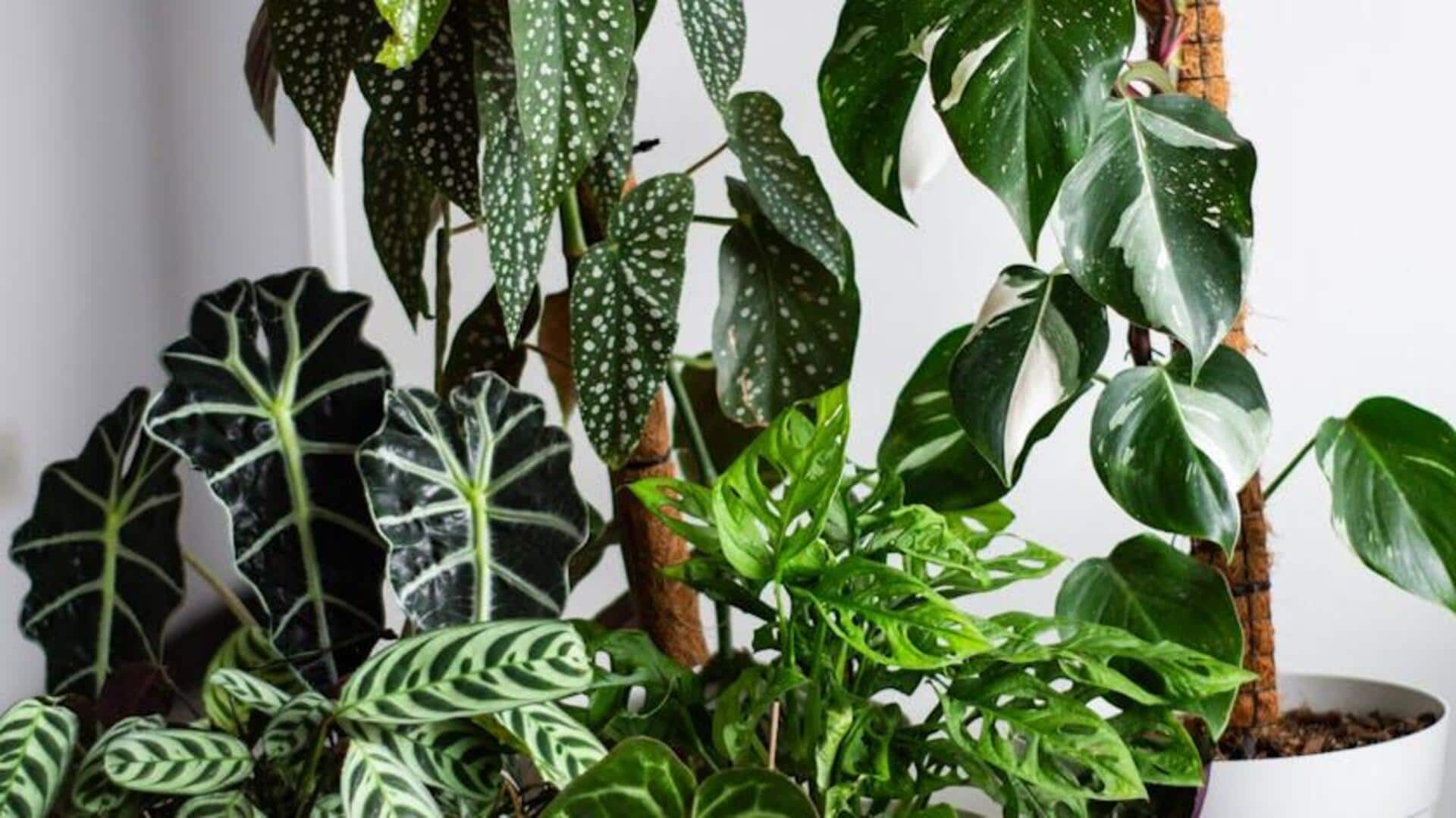 Cara jenius menjaga tanaman indoor tetap sehat