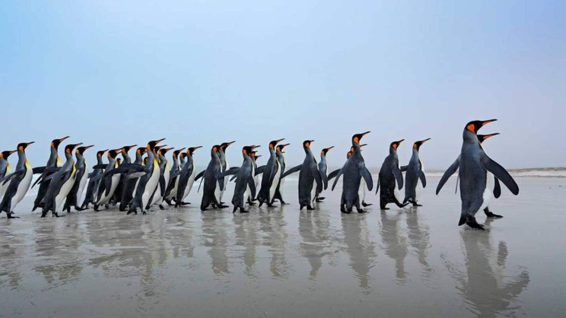 Pengalaman mengamati penguin yang tak terlupakan di Kepulauan Falkland