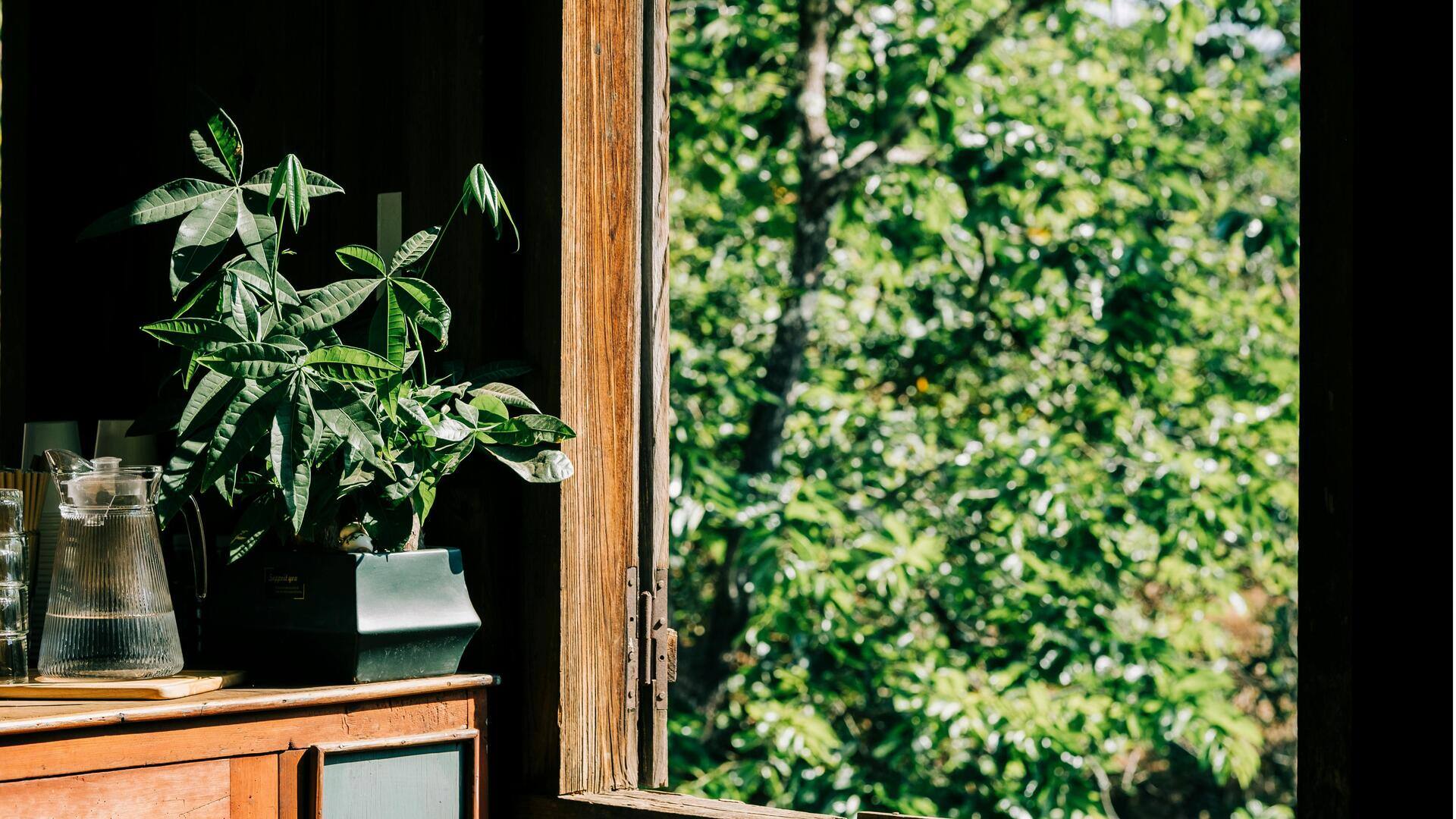 Manfaat Memiliki Tanaman Pachira Aquatica