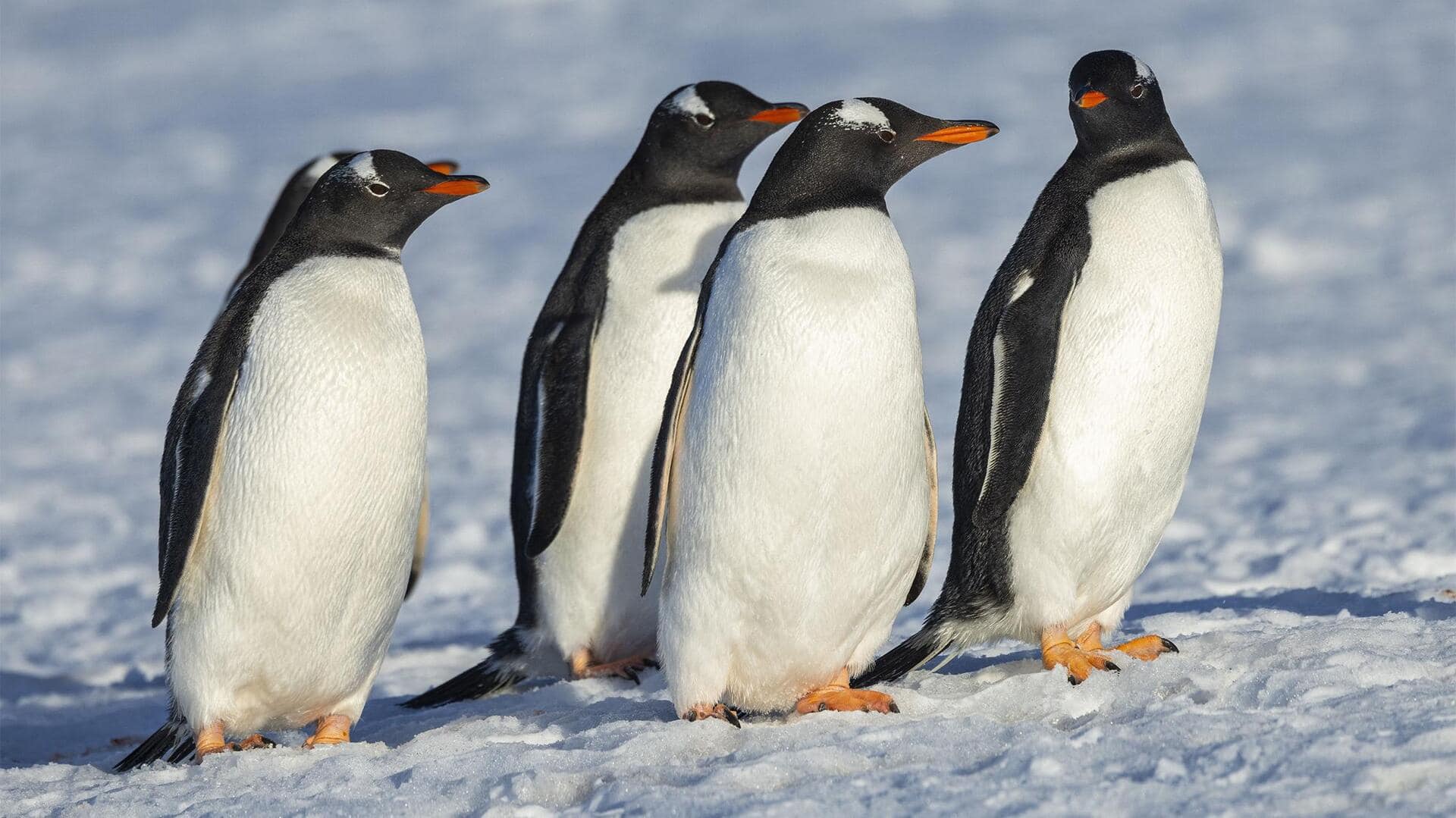 Mengapa Penguin Memiliki Penampilan seperti Memakai Tuksedo?