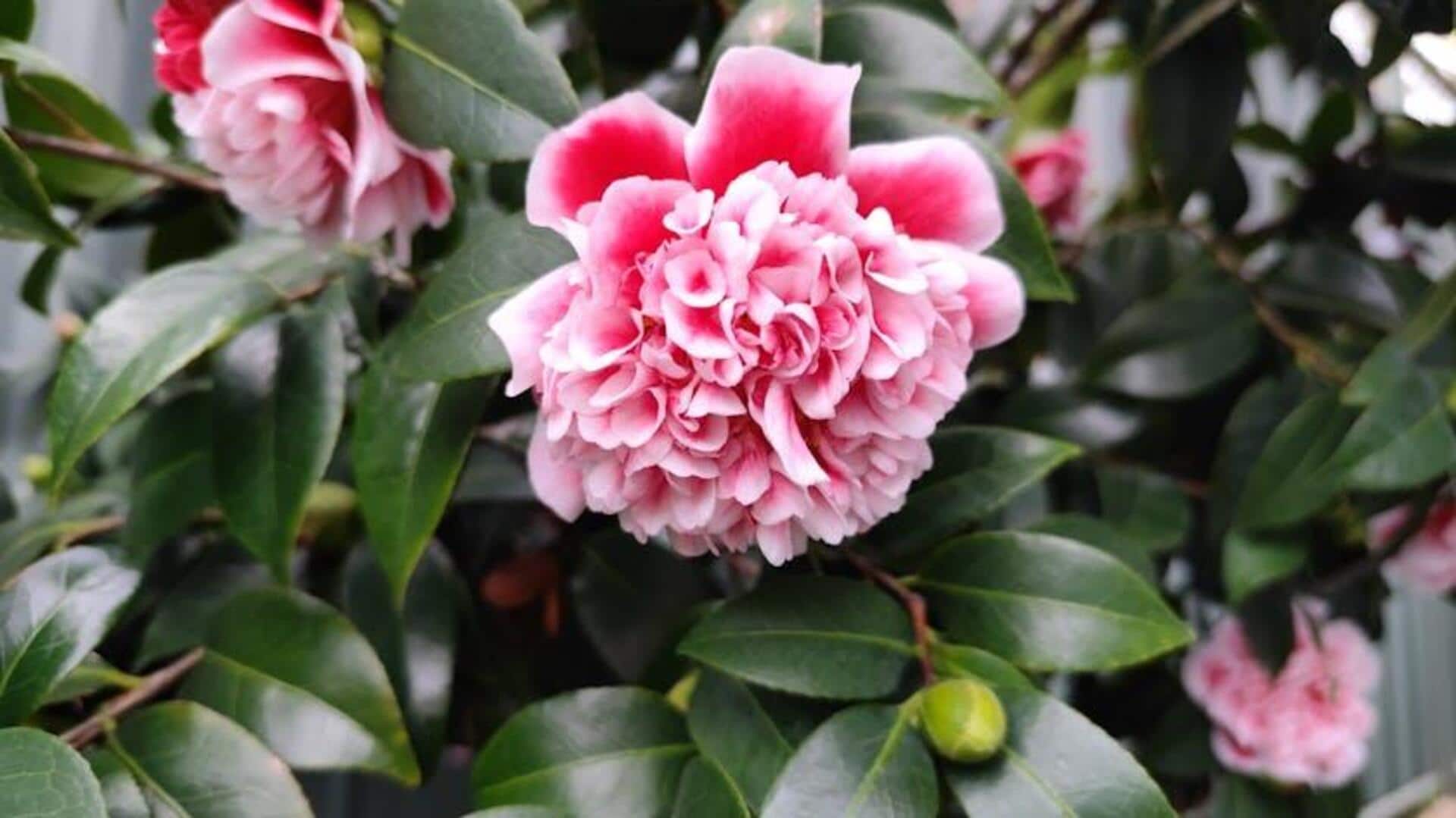 Tips Merawat Kamelia di Taman Kota