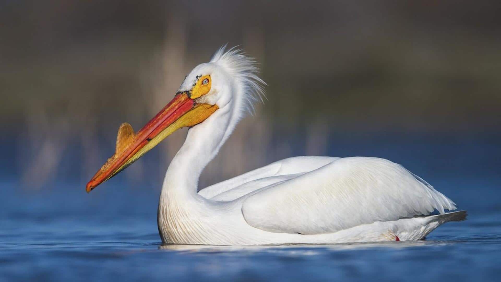 Kebiasaan Perawatan Pelikan di Ekosistem yang Berbeda