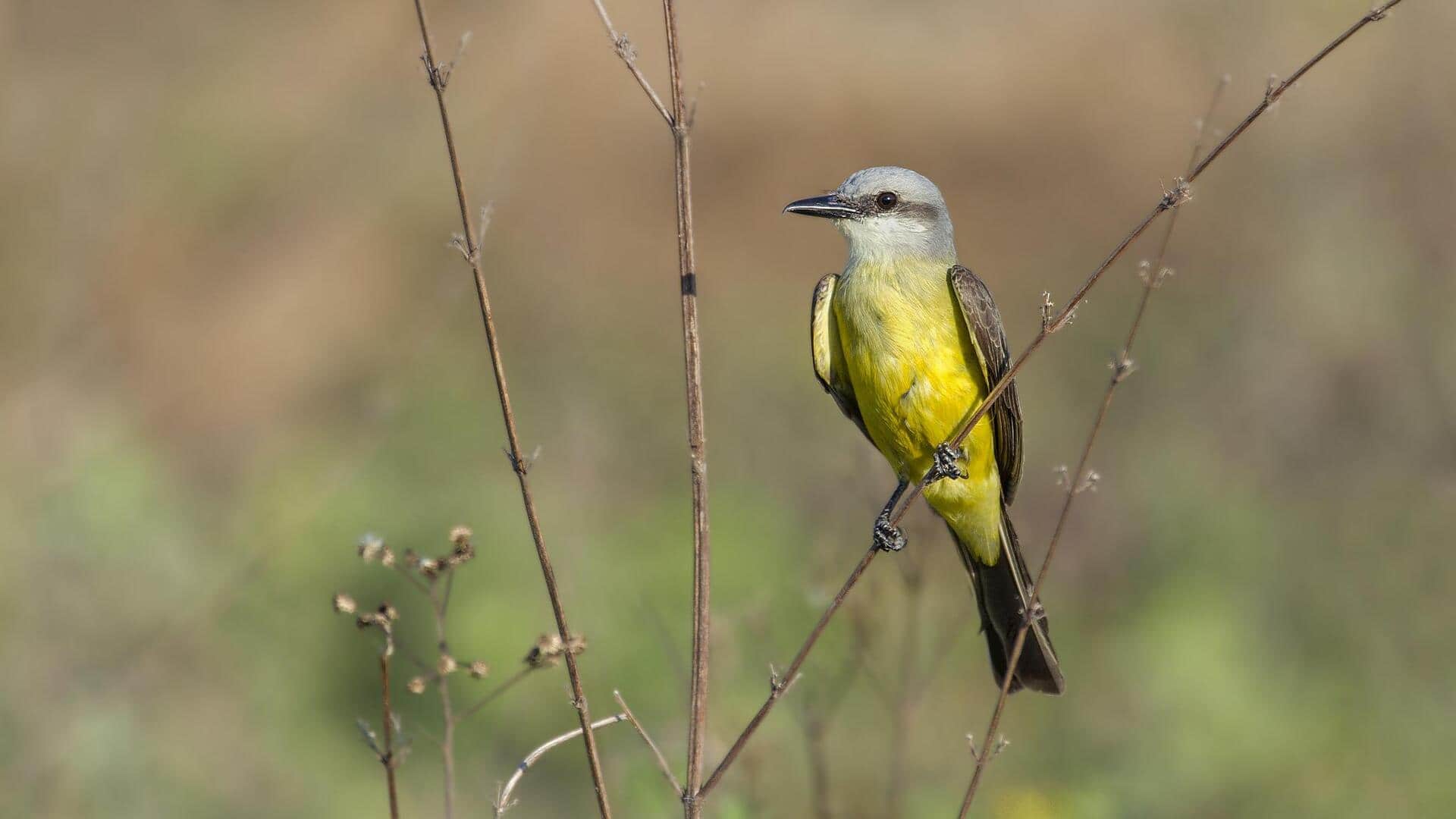 Perilaku Menarik Burung Kingbird di Indonesia