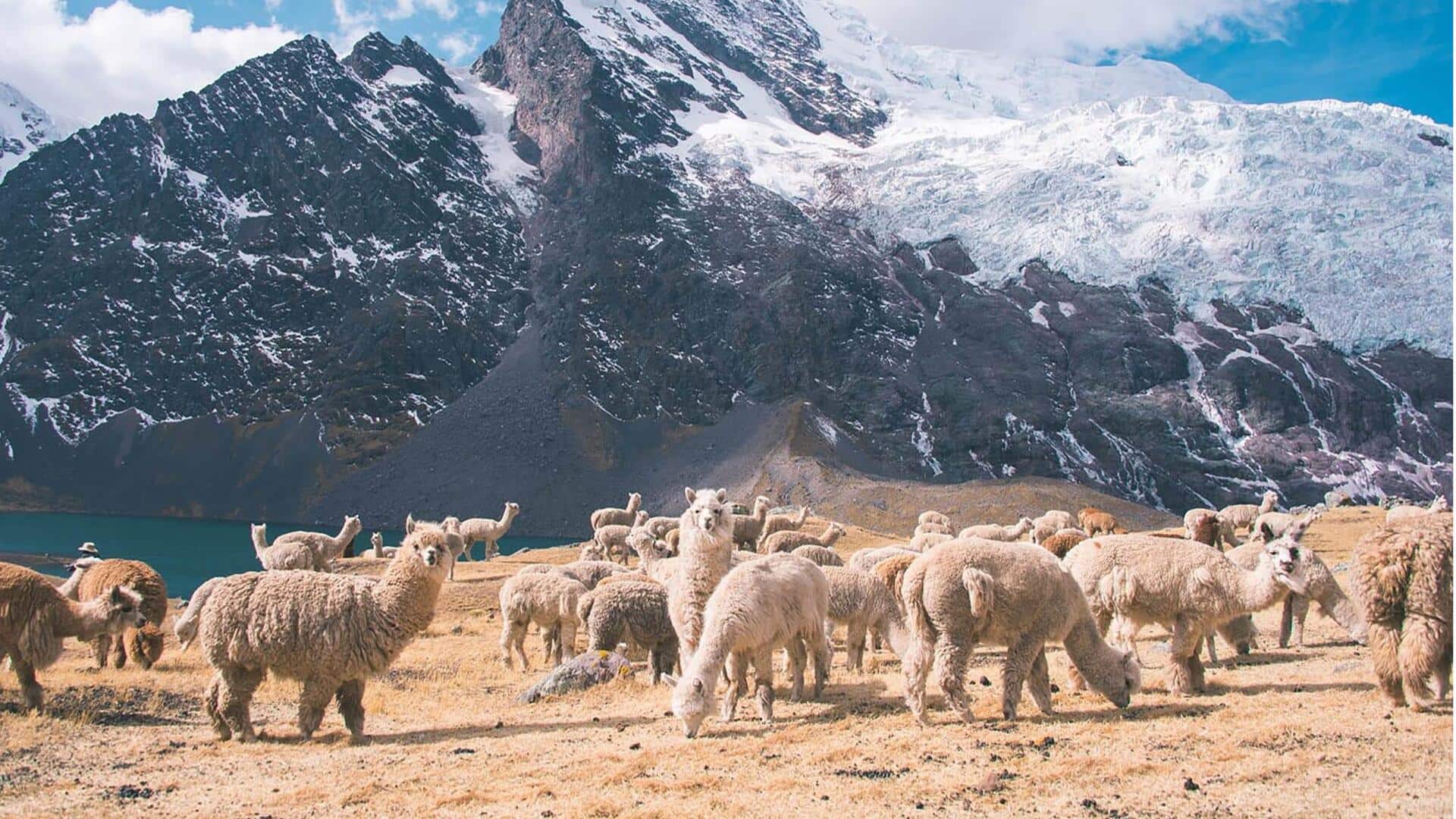Habitat Unik Alpaka: Lima Adaptasi Lingkungan