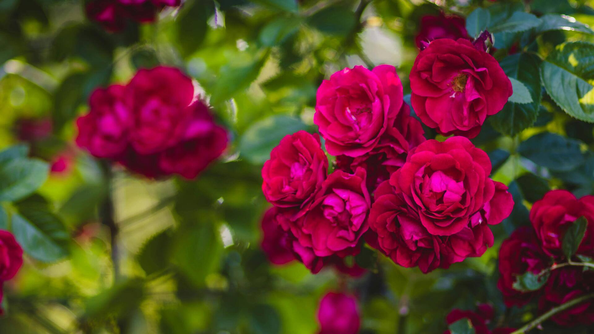 Teknik Sempurna Menanam Mawar di Dalam Ruangan