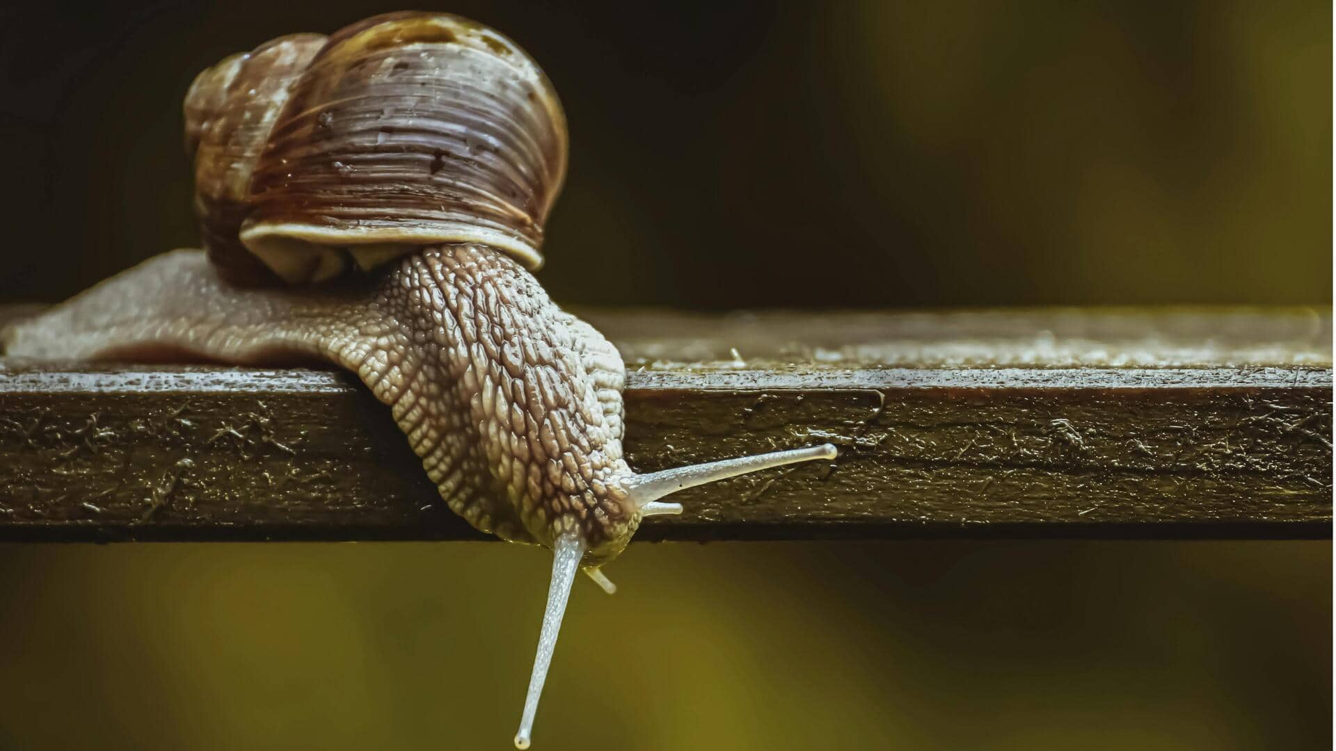 Peran Tak Terduga Lendir Siput dalam Sensor Medis