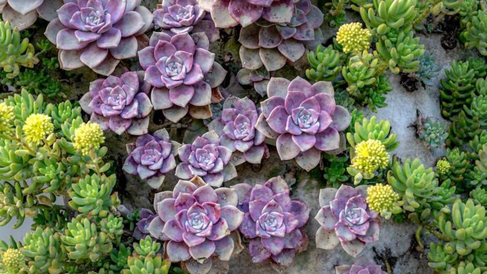 Cara Menumbuhkan Dinding Sukulen di Rumah