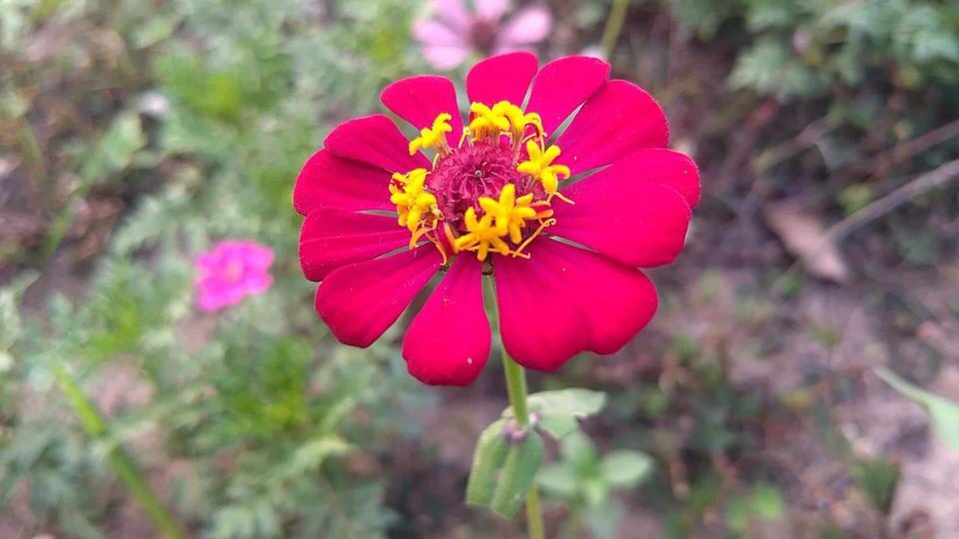 Tips Menanam Zinia di Ruang Sempit