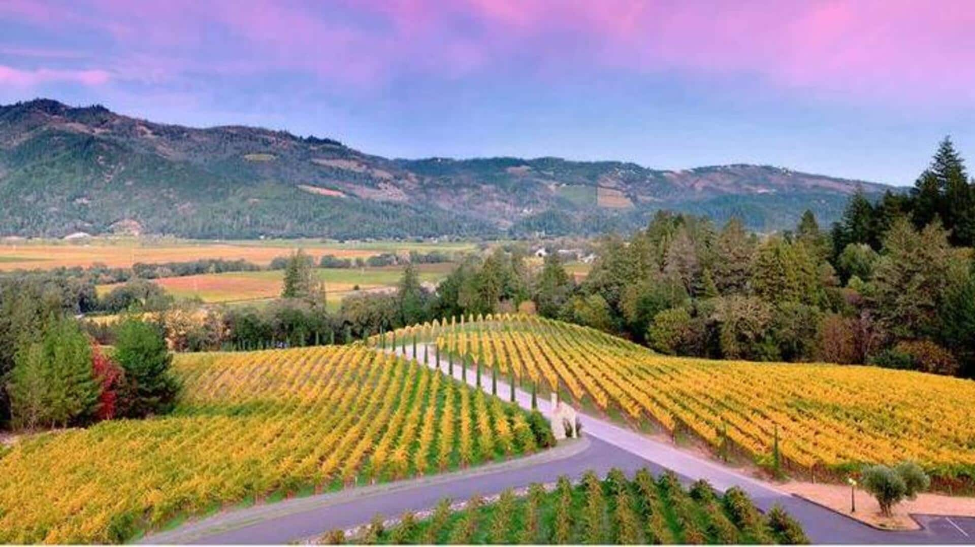 Bersantailah Di Kebun Anggur Dan Kebudayaan Napa Valley Yang Indah