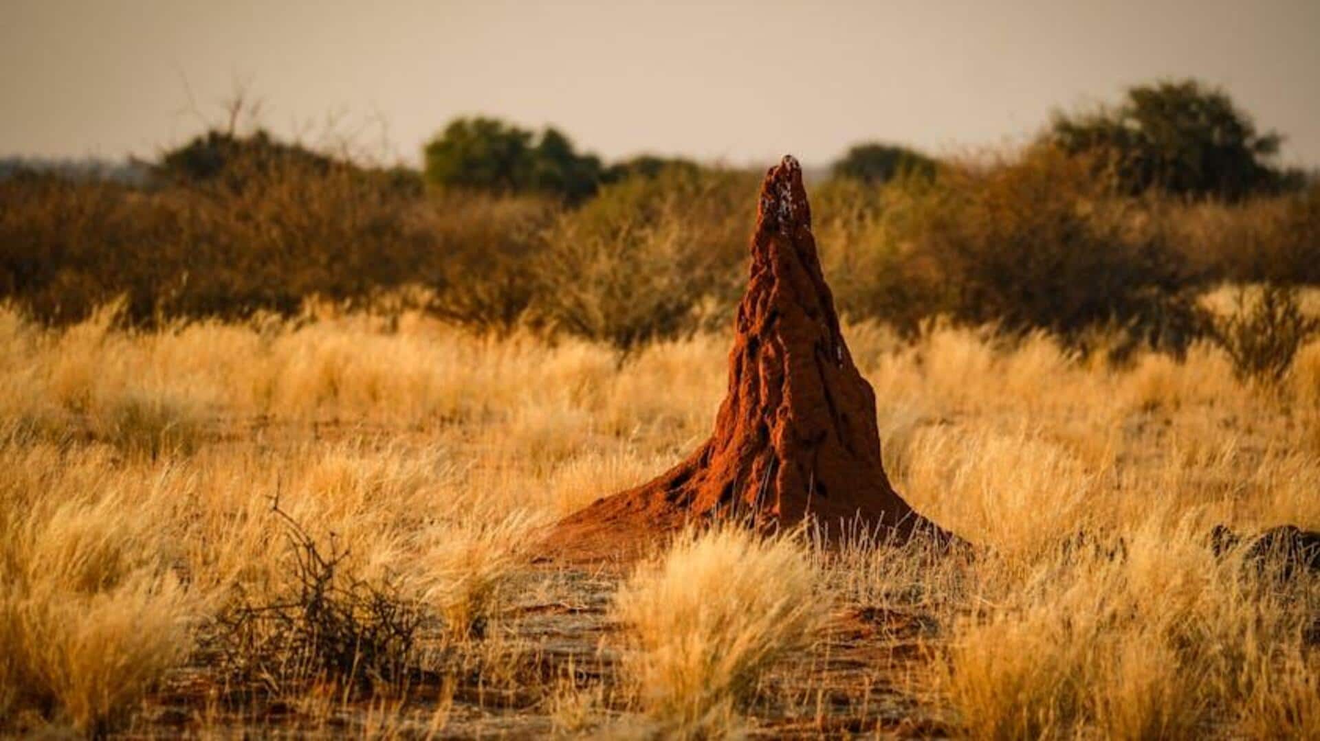Desain Bangunan Berkelanjutan yang Terinspirasi dari Rayap