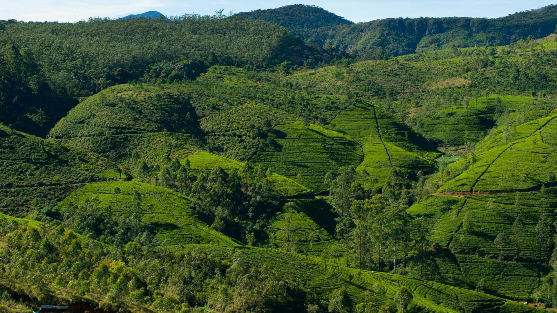 Menjelajahi Keindahan Ladang Teh Nuwara Eliya, Sri Lanka