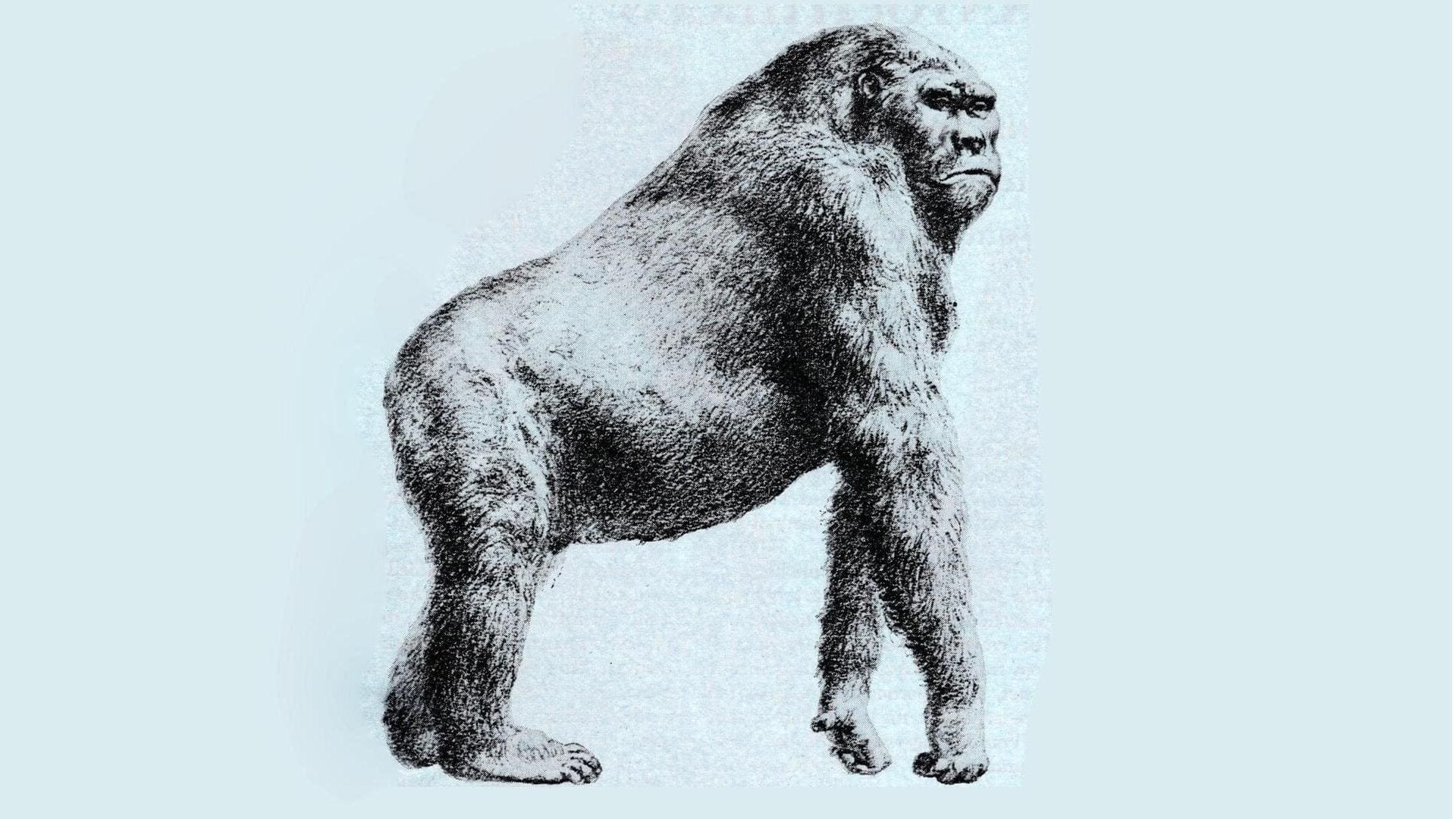 Apakah King Kong itu nyata? Ilmuwan menemukan fosil kera setinggi 10 kaki dan seberat 660 kilogram