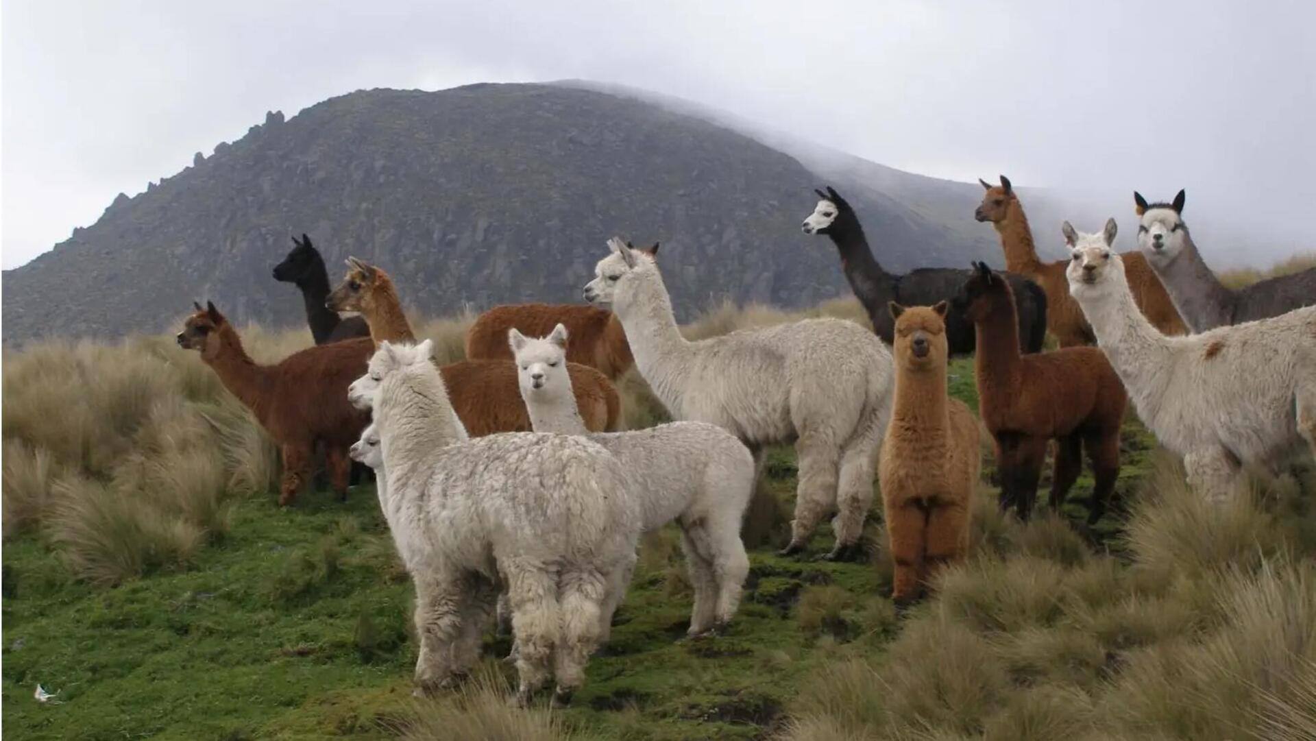 Lima Wawasan tentang Sistem Pencernaan Alpaka