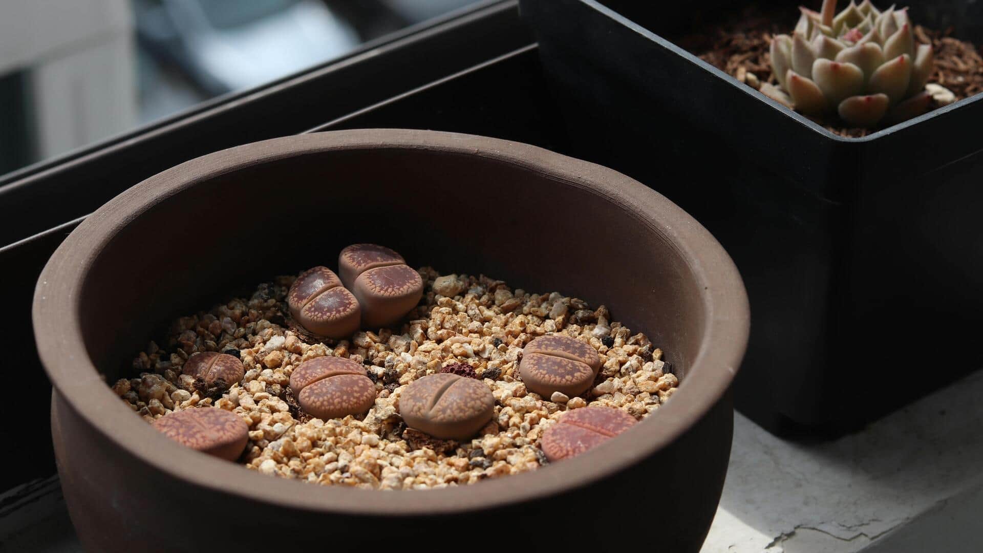 Menumbuhkan Lithops Unik di Dalam Ruangan