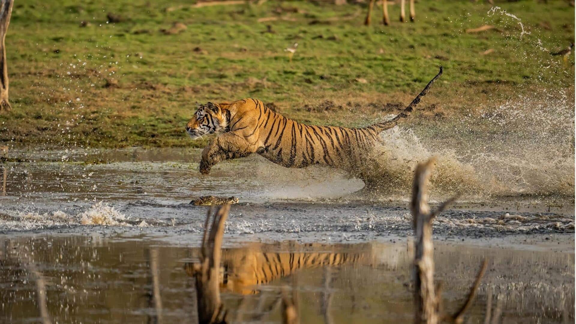 Harimau: Teknik Berburu yang Efektif di Wilayah Perairan Harimau: Teknik Berburu yang Efektif di Wilayah Perairan