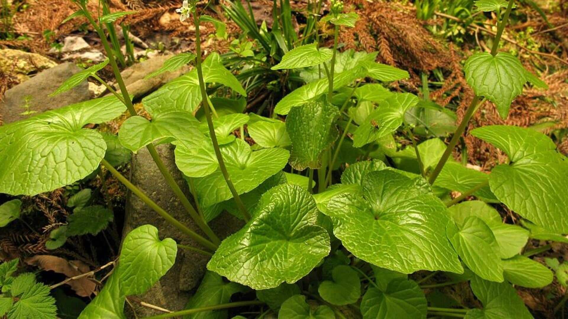Wasabi: Inovasi Bahan Bakar Ramah Lingkungan