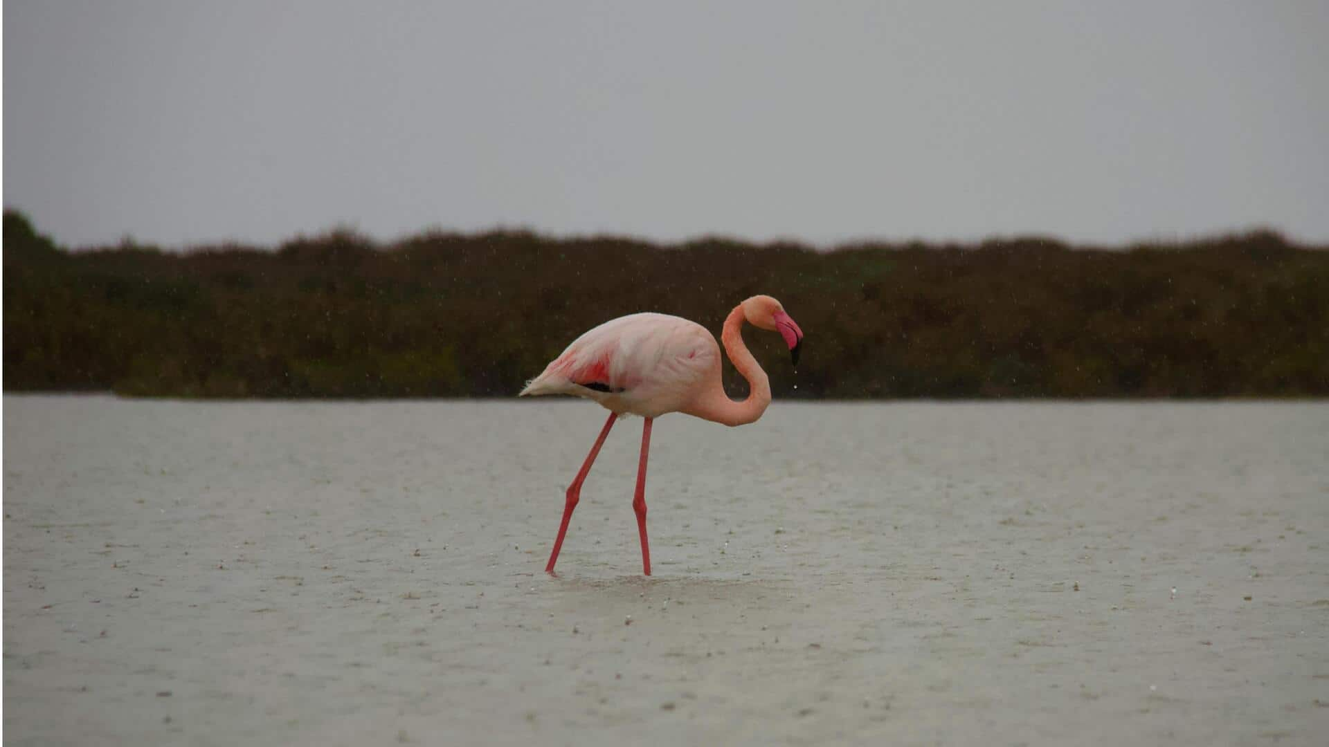 Menjelajahi Keindahan Dataran Garam Camargue, Prancis