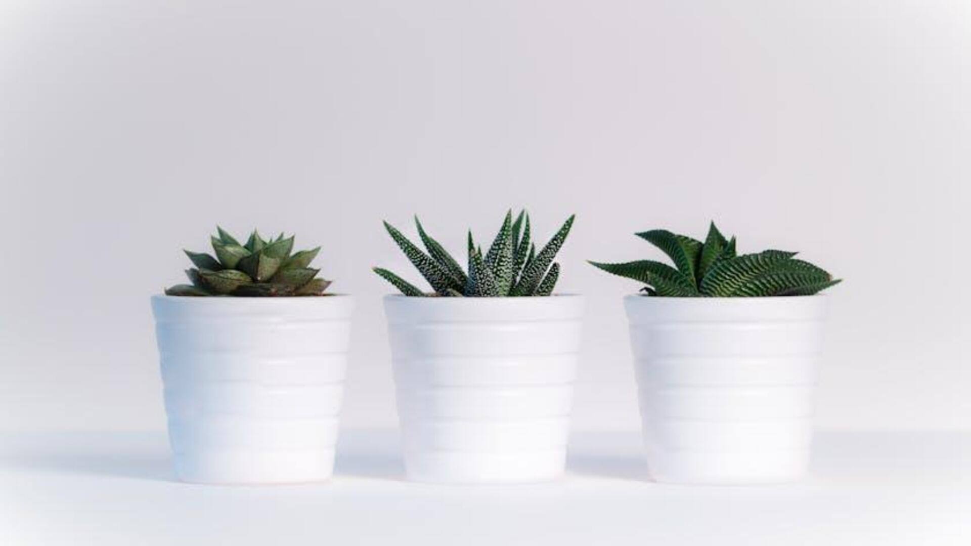 Lima Pot Unik untuk Balkon Kota