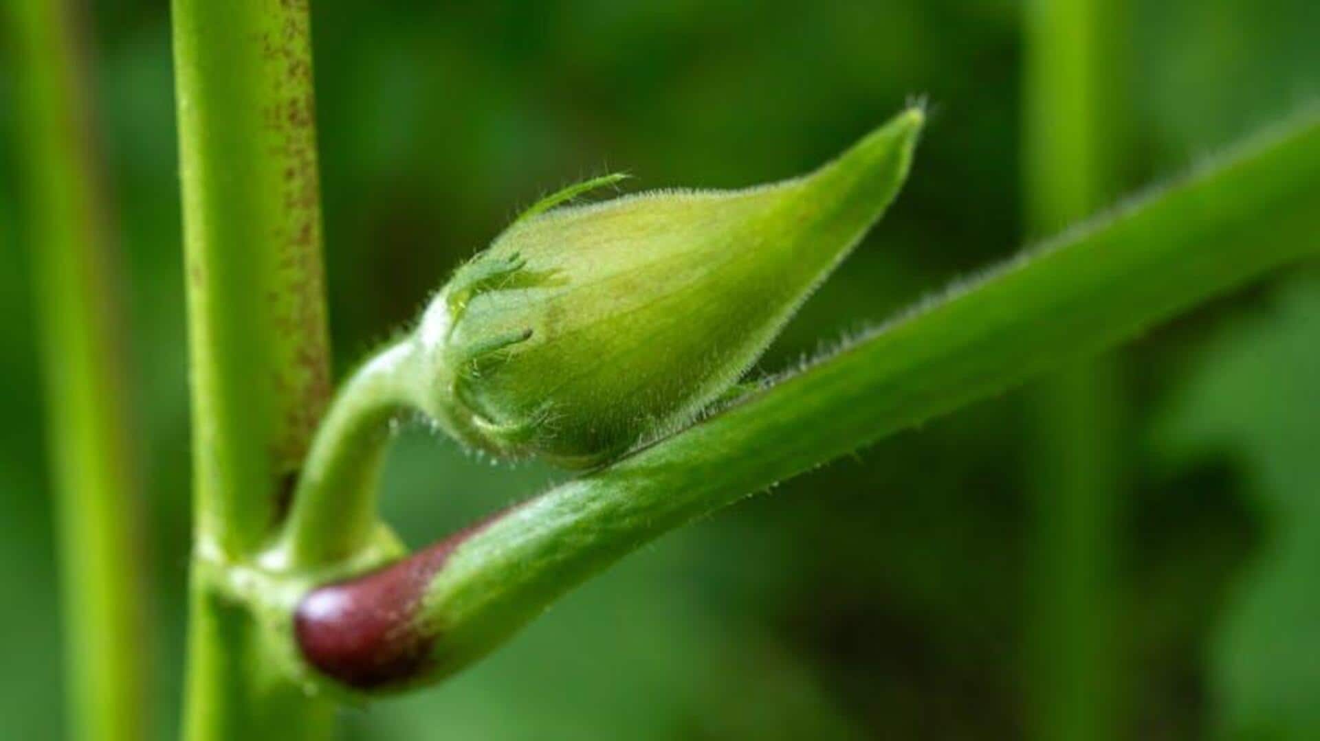 Cara Menanam Okra di Kebun Kota