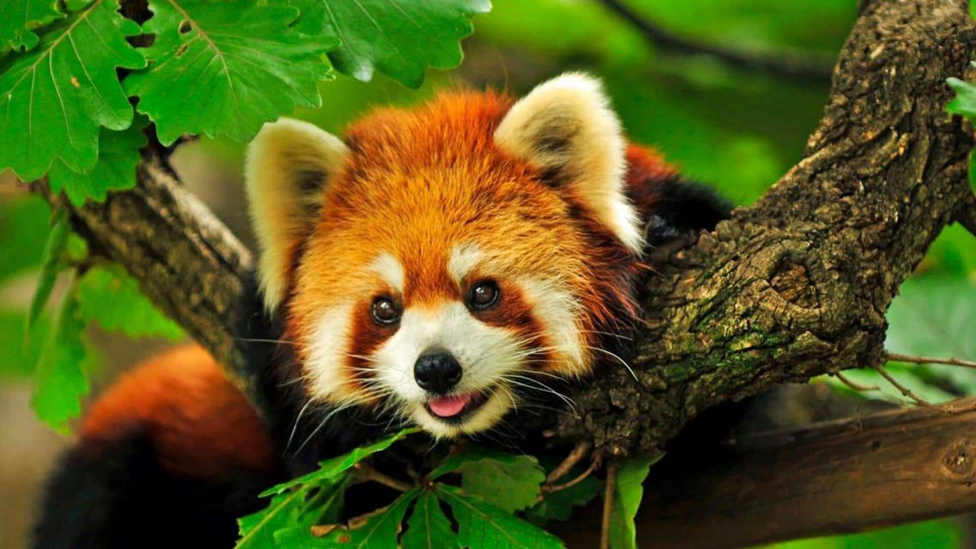 Menjelajahi Kehidupan Sehari-hari dari Panda Merah di Asia Tenggara
