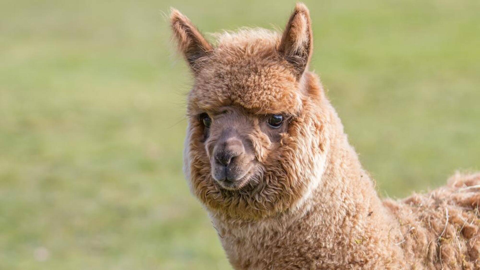 Memahami Vokalisasi yang Unik dari Alpaka