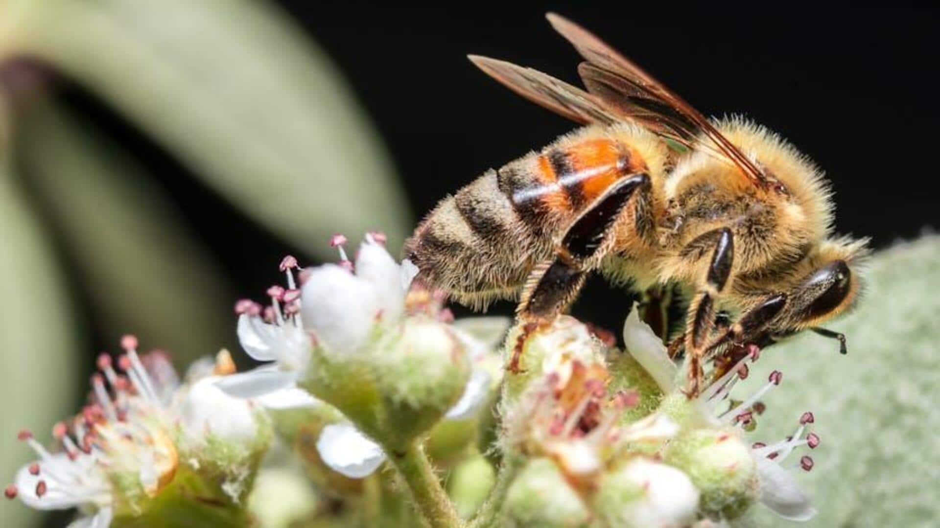 Inovasi Startup untuk Menyelamatkan Populasi Lebah Global