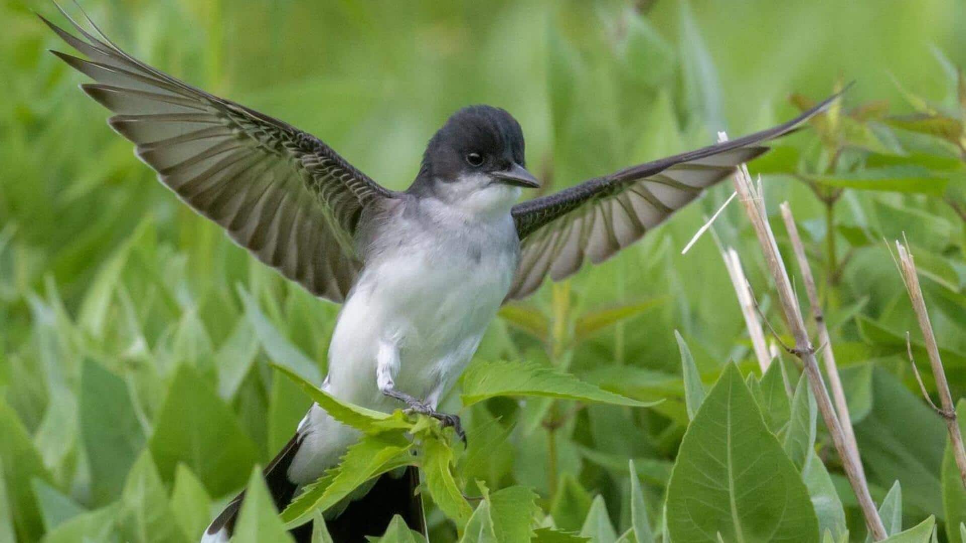 Mempelajari Taktik Teritorial Kingbird yang Mengejutkan