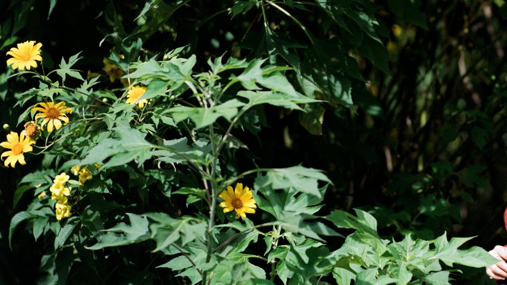 Manfaat Detoksifikasi Daun Insulin Manfaat Detoksifikasi Daun Insulin
