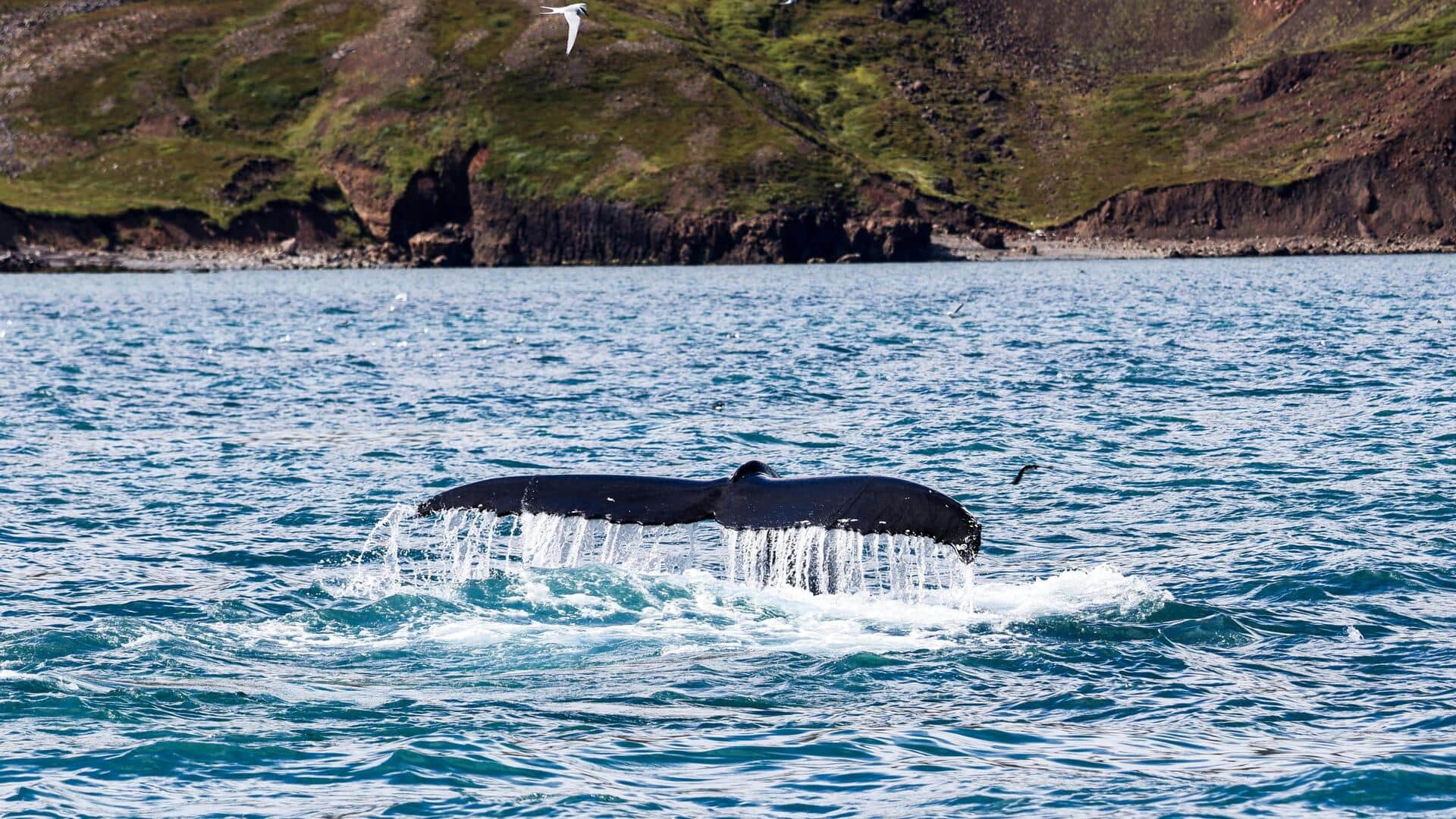 Tempat Terbaik untuk Menonton Paus di Pantai Utara Islandia