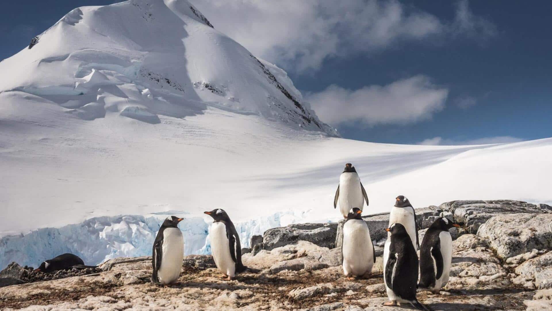 Pengaruh Asupan Makanan terhadap Perilaku dan Habitat Penguin