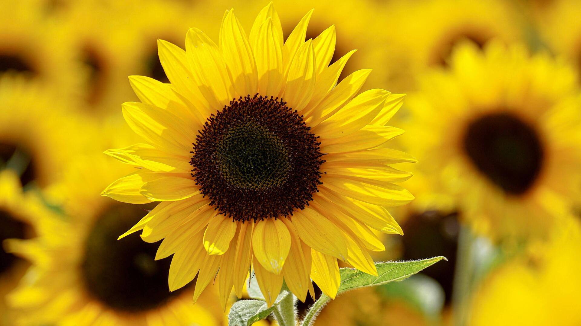 Manfaat Unik Menanam Bunga Matahari di Taman Rumah