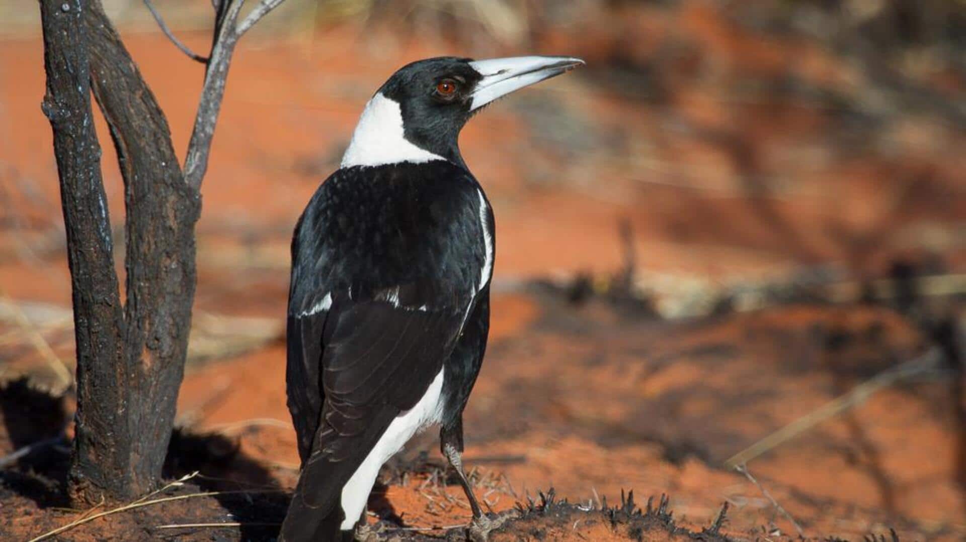 Cara Tak Terduga dari Burung Magpie dalam Mendapatkan Asupan Cairan