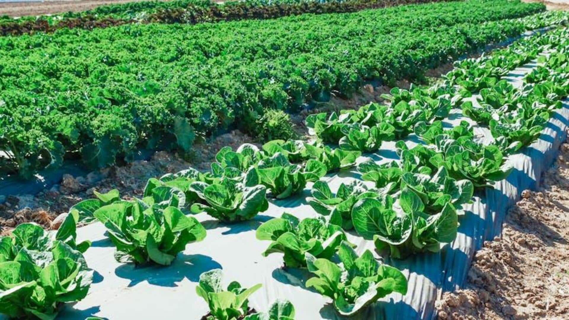 Teknik Bertani di Lahan Kering untuk Kebun Subur