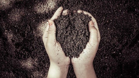 Lima Cara Meningkatkan Kesehatan Tanah secara Alami