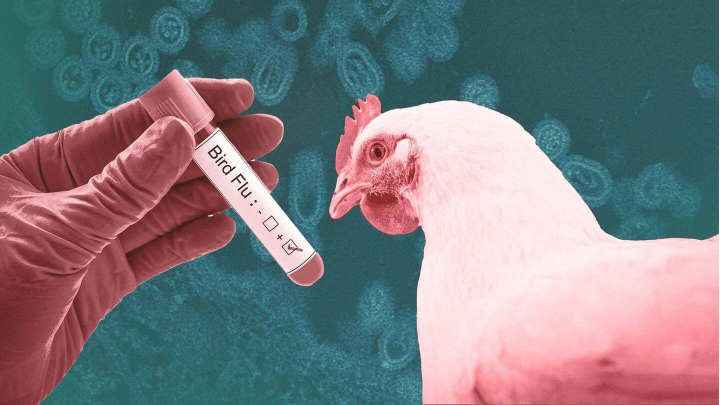 Flu burung H5N1: Situasi terkini, gejala, dan tindakan pencegahan