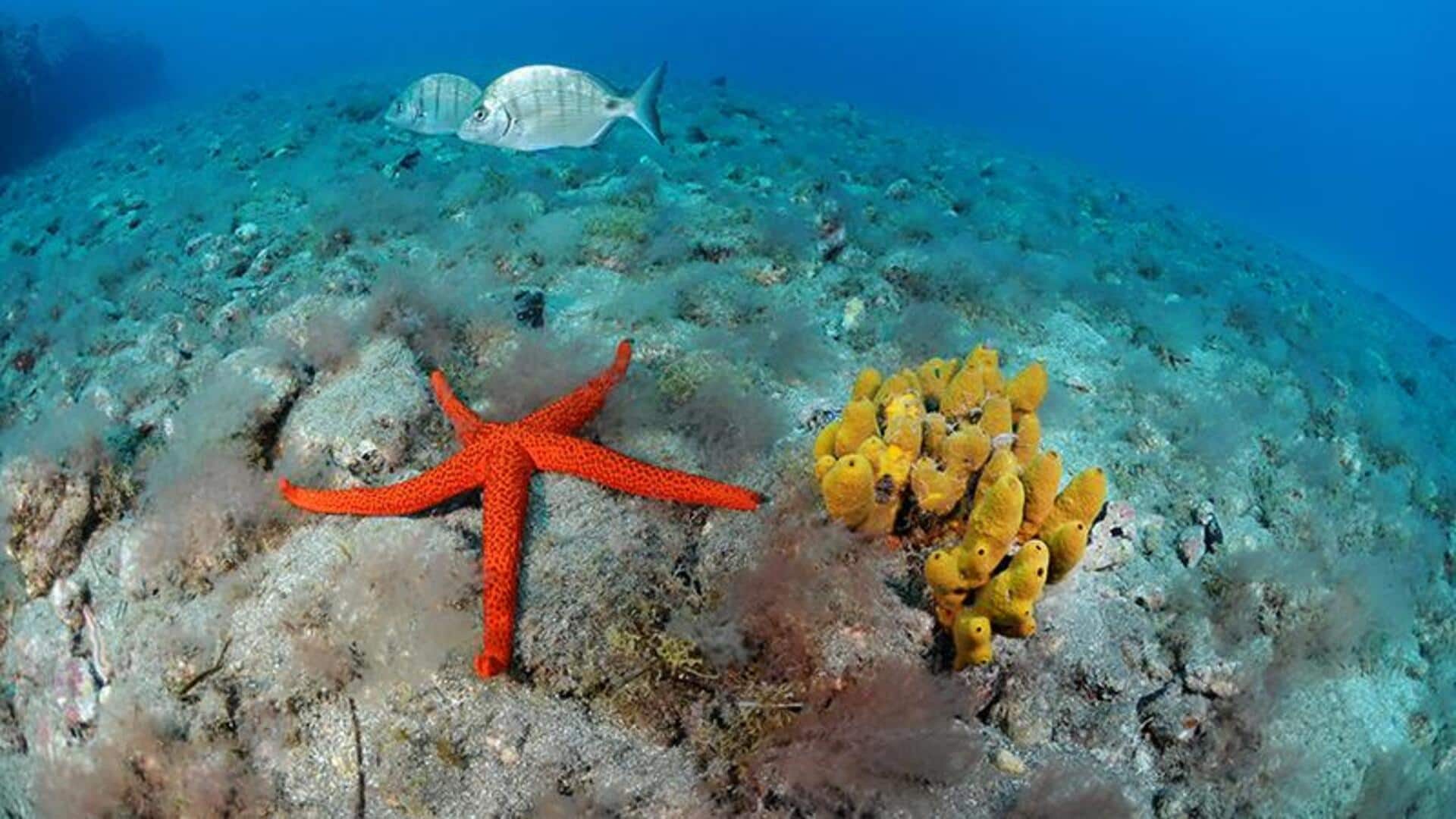 Mempelajari Proses Pencernaan Bintang Laut yang Unik Mempelajari Proses Pencernaan Bintang Laut yang Unik