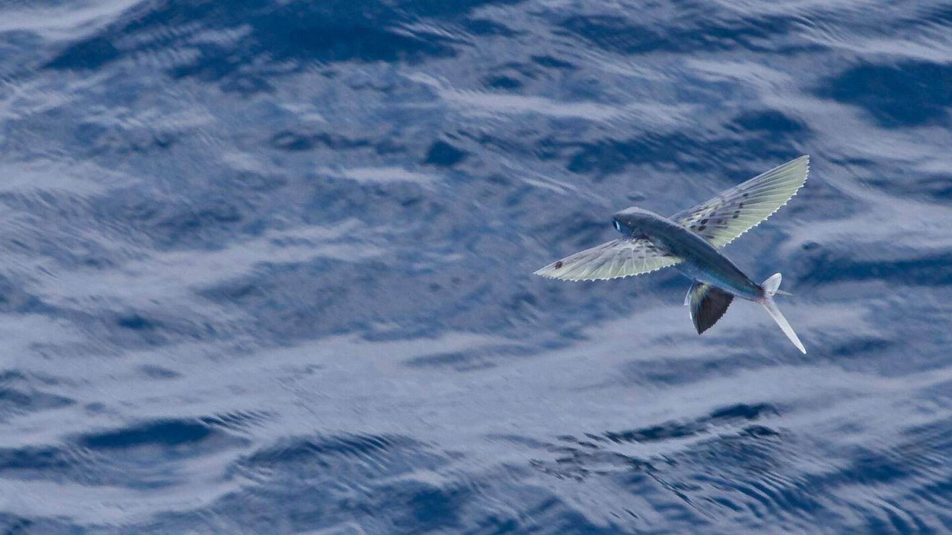 Migrasi Ikan Terbang: Memahami Pola Musiman di Lautan