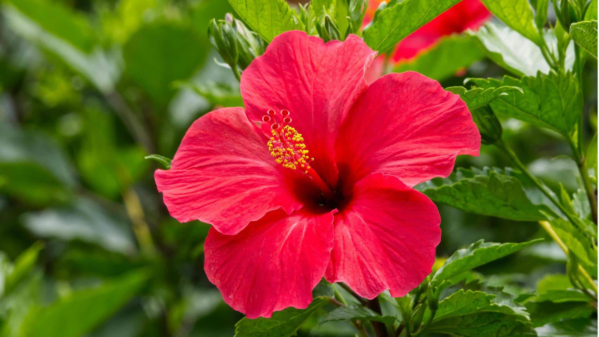 Manfaat Menanam Kembang Sepatu di Rumah