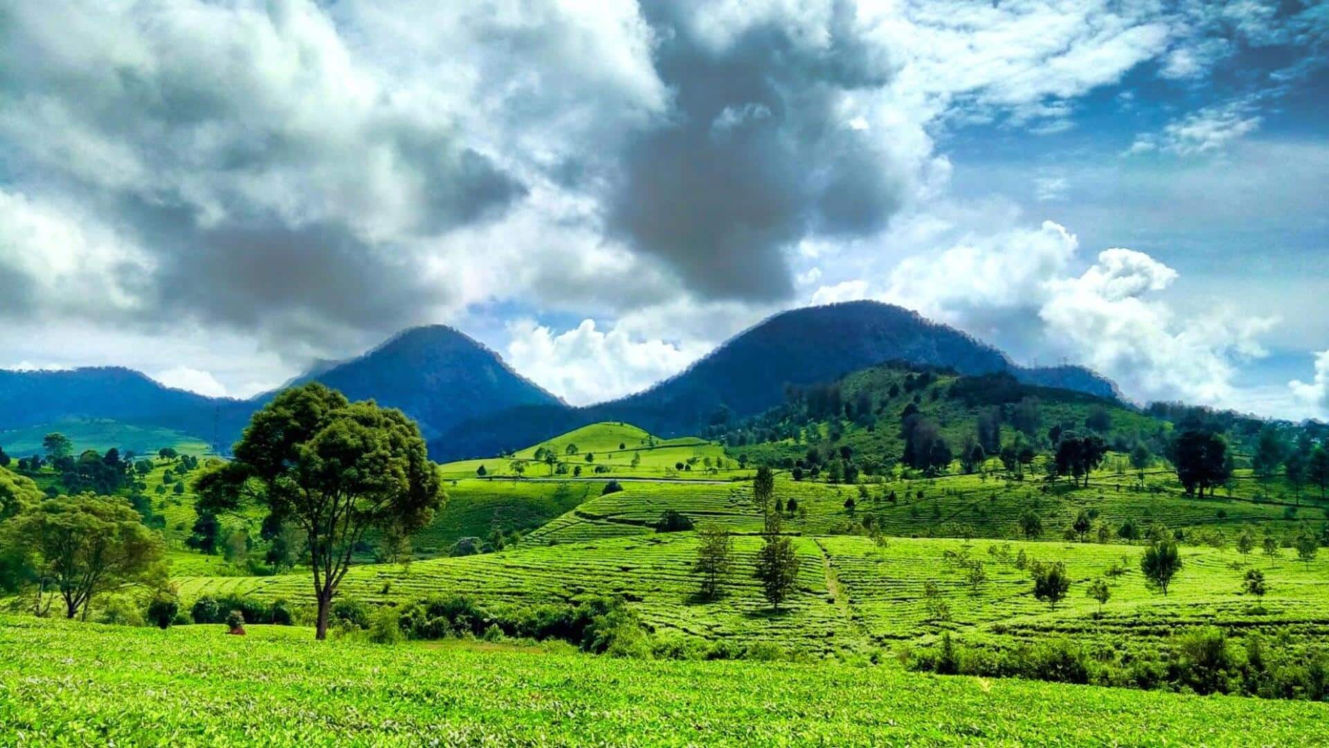 Menjelajahi Rute Indah di Bandung Melalui Perkebunan Teh yang Hijau