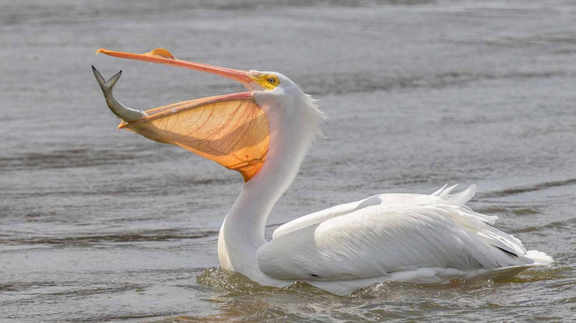 Mengungkap Keanggunan Pelikan saat Terbang dan Menangkap Ikan